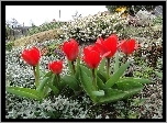 Ogród, Kwiaty, Tulipany