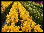 Kwiaty, Kolorowe, Tulipany, Plantacja