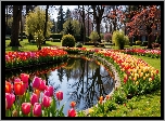 Park, Kwiaty, Tulipany, Drzewa, Wiosna
