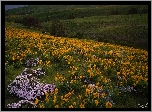 Wzgórza, Trawa, Drzewa, Żółte, Kwiaty, Łąka, Park stanowy Columbia Hills, Stan Waszyngton, Stany Zjednoczone