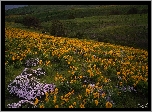 Wzgórza, Trawa, Drzewa, Żółte, Kwiaty, Łąka, Park stanowy Columbia Hills, Stan Waszyngton, Stany Zjednoczone