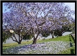 Łąka, Kwitnąca, Jacaranda