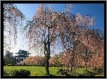 Kwitnące, Drzewa, Dom, Japonia, Wiosna