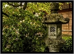 Ogród, Kwitnące, Drzewo