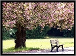 Kwitnące, Drzewo, Ławka, Park, Wiosna