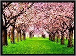 Wiosna, Kwitnące, Drzewa