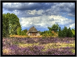 Niemcy, Lüneburg Heath, Pustać Lüneburska, Wrzosowisko, Dom