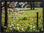 Wiosna, Ukwiecone, Gałązki, Łąka, Kwiaty, Ogrodzenie