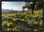 Rezerwat przyrody, Columbia River Gorge, Góry Kaskadowe, Łąka, Kwiaty, Balsamorhiza, Drzewo, Stan Oregon, Stany Zjednoczone