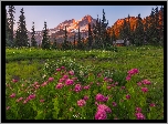 Park Narodowy Mount Rainier, Góry, Tatoosh Range, Łąka, Kwiaty, Tawuła, Drzewa, Stan Waszyngton, Stany Zjednoczone