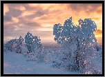 Finlandia, Laponia, Zima, Ośnieżone, Drzewa, Zachód słońca