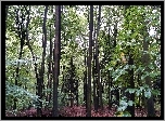 Las