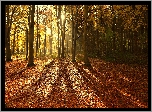 Anglia, Hrabstwo Norfolk, North Norfolk, Las Bacton Woods, Jesień, Las, Promienie Słońca