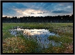 Bagno, Las, Rośliny