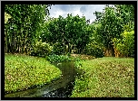 Bambusowy, Las, Rzeczka