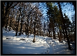 Bieszczady, Las, Cienie