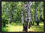 Las, Brzozowy