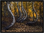 Las, Drzewa, Krzywe, Brzozy, Jesień