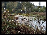 Las, Rzeka, Brzozy, Krzewy