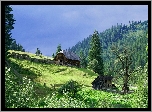 Las, Drzewa, Wzgórza, Chata, Ogrodzenie