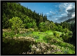 Las, Drzewa, Jezioro, Wzgórza, Chmury, Roślinność