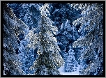 Choinki, Las, Zima