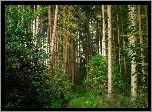 Las, Ścieżka