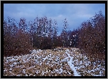 Las, Ścieżka