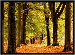 Las, Drzewa, Ścieżka, Jesień