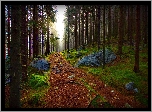 Las, Drzewa, Ścieżka, Kamienie