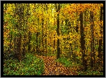 Las, Pożółkłe, Drzewa, Ścieżka, Jesień