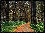 Las, Drzewa, Ścieżka, Roślinność