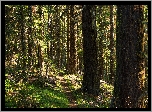 Las iglasty, Ścieżka, Drzewa