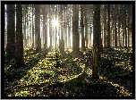 Las, Drzewa, Promienie słońca, Ściółka, Mech