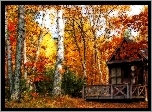 Domek, Las, Brzozowy