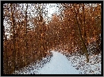 Droga, Las, Śnieg