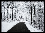 Droga, Las, Śnieg