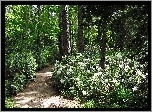 Dróżka, Las, Rododendrony