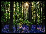 Belgia, Las Hallerbos, Kwiaty, Hiacyntowiec, Promienie słońca, Drzewa