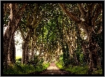 Irlandia Północna, Hrabstwo Antrim, Bukowa aleja Dark Hedges, Droga, Drzewa, Buki