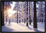 Zima, Las, Drzewa, Poranek, Grafika