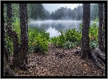 Stany Zjednoczone, Hrabstwo Snohomish, Drzewa, Jezioro Goat Lake, Mgła, Las