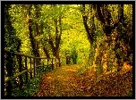 Las, Jesień, Drzewa, Ścieżka