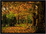Las, Jesień, Drzewa, Krzewy