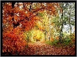 Las, Jesień, Drzewa, Scieżka