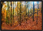 Las, Jesień, Drzewa