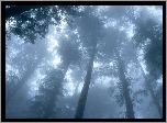 Drzewa, Las, Mgła