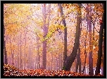 Las, Mgła, Drzewa, Liście