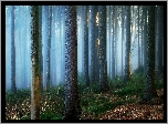 Las, Mgła, Drzewa, Trawa