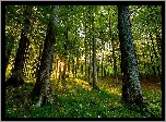 Las, Promienie słońca, Drzewa, Wiosna
